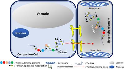 Mobile Flowering Locus T RNA – Biological Relevance and Biotechnological Potential